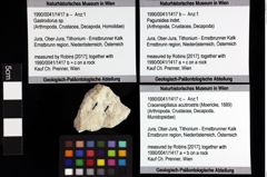 Foto (Objket + Etiketten) von Bullariscus patruliusi (Robins et al., 2013) 